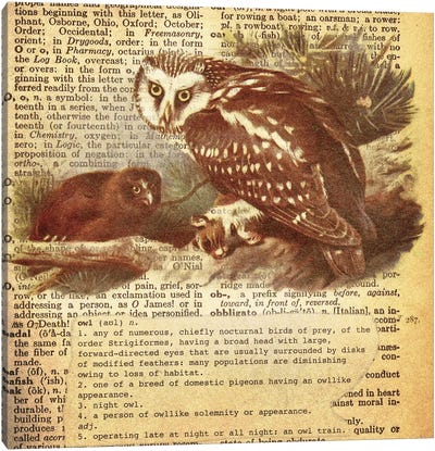 O - Owl Square Canvas Art Print - Animal Illustrations