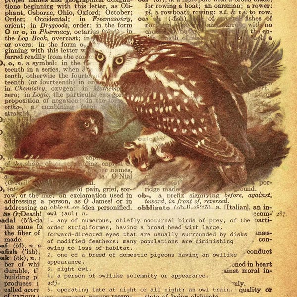 The Letter O: O - Owl Square by 5by5collective