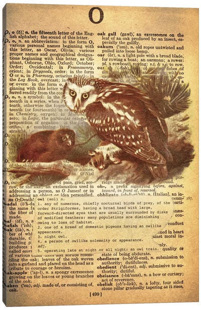 O - Owl Canvas Art Print - Animal Illustrations