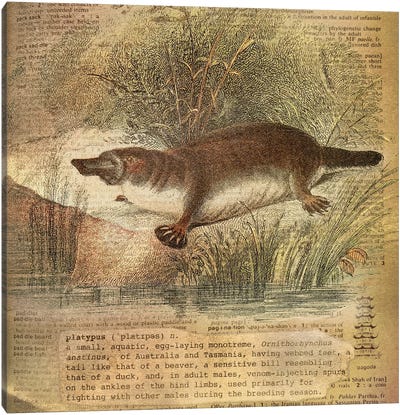 P - Platypus Square Canvas Art Print - Alphabetical Animalia