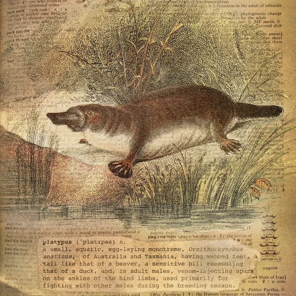 Platypuses: P - Platypus Square by 5by5collective