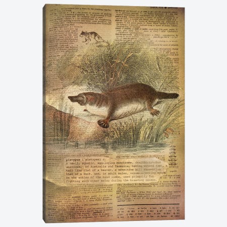 P - Platypus Canvas Print #AALP32} by 5by5collective Art Print