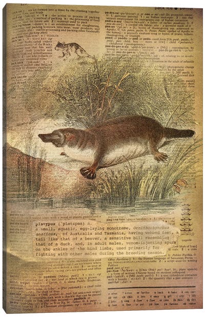 P - Platypus Canvas Art Print - Alphabetical Animalia