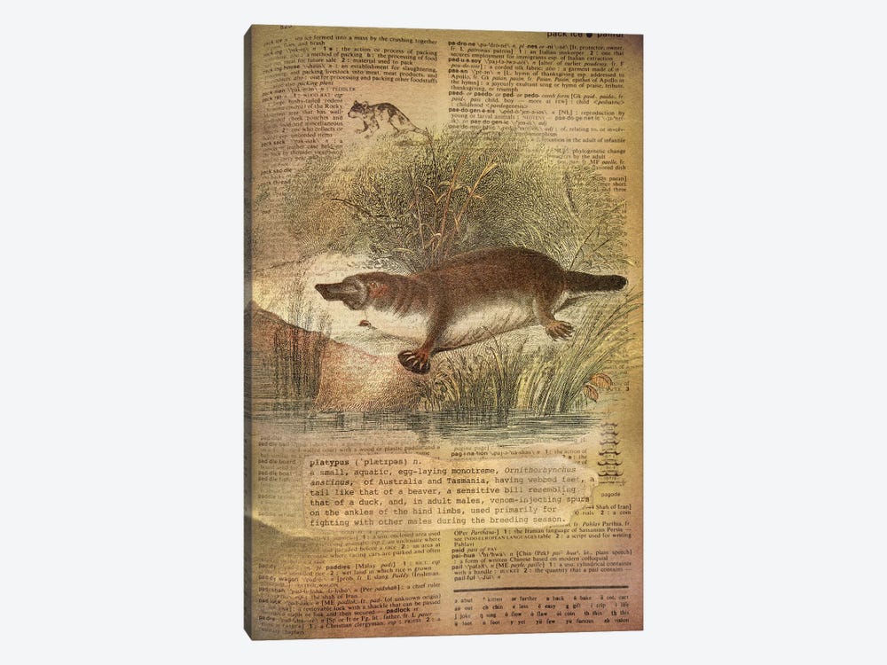 P - Platypus by 5by5collective 1-piece Canvas Print