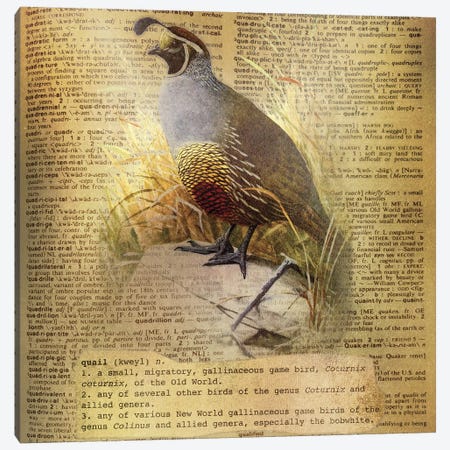 Q - Quail Square Canvas Print #AALP33} by 5by5collective Canvas Art Print