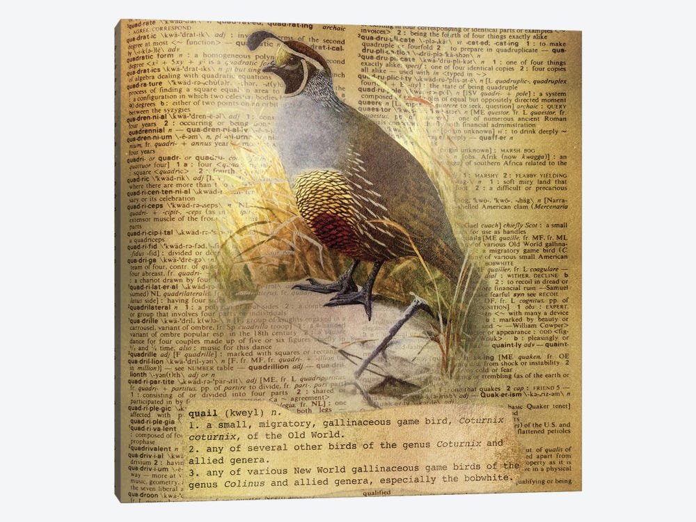Q - Quail Square by 5by5collective 1-piece Canvas Art