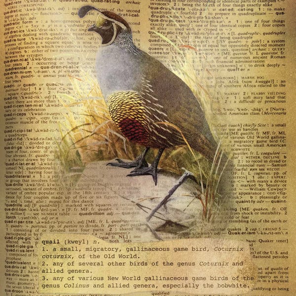 Quails: Q - Quail Square by 5by5collective