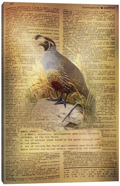Q - Quail Canvas Art Print - Alphabetical Animalia