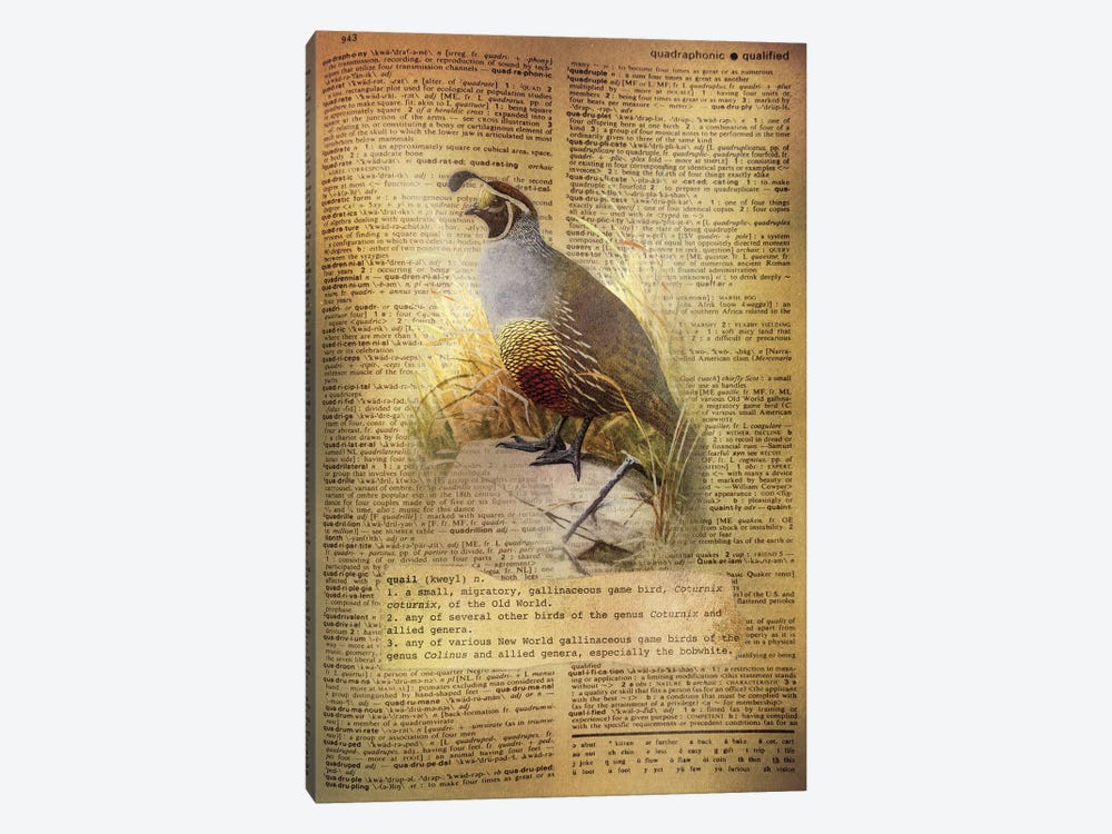 Q - Quail by 5by5collective 1-piece Canvas Art Print