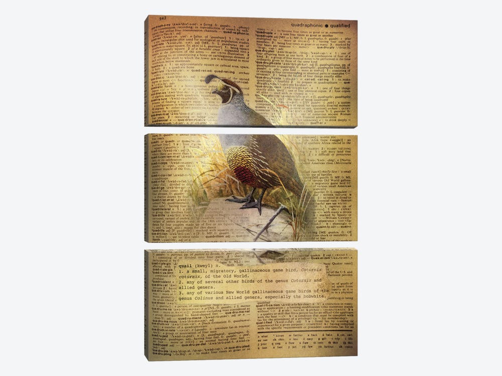 Q - Quail by 5by5collective 3-piece Art Print