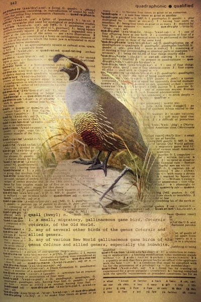 Quails: Q - Quail by 5by5collective