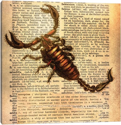 S - Scorpion Square Canvas Art Print - Alphabetical Animalia