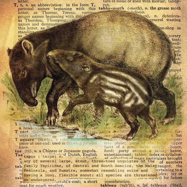 Tapirs: T - Tapir Square by 5by5collective