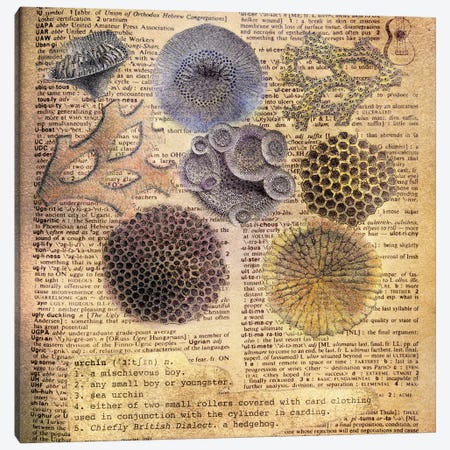 U - Urchins Square Canvas Print #AALP41} by 5by5collective Canvas Art