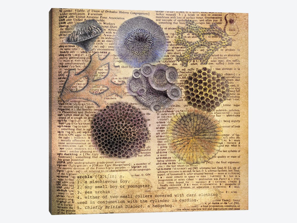 U - Urchins Square by 5by5collective 1-piece Canvas Art Print