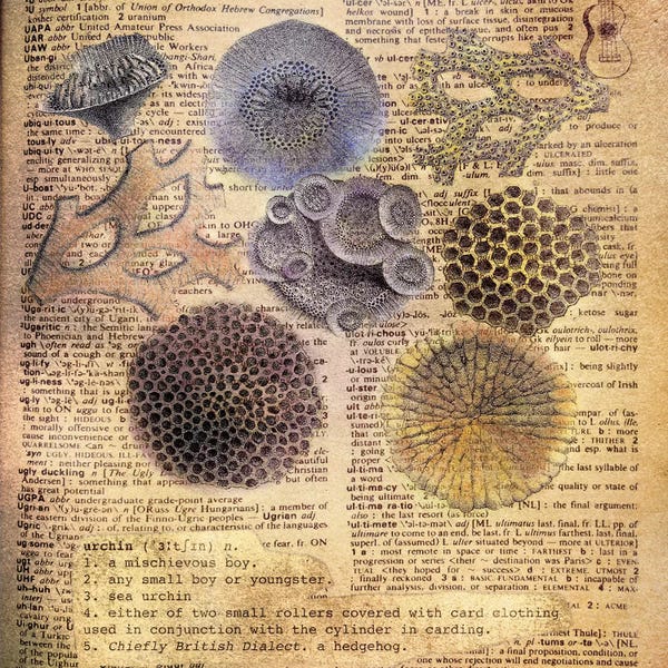 The Letter U: U - Urchins Square by 5by5collective