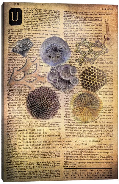 U - Urchins Canvas Art Print - Book Art