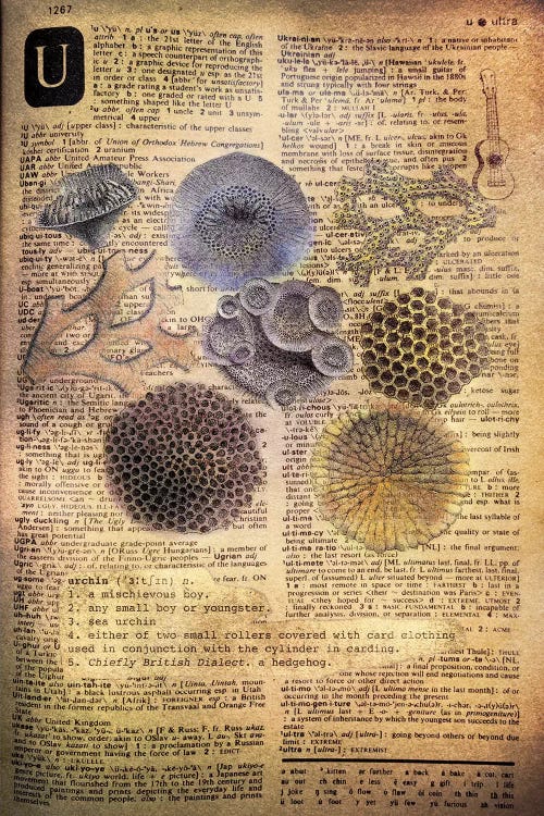 U - Urchins