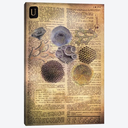 U - Urchins Canvas Print #AALP42} by 5by5collective Canvas Art