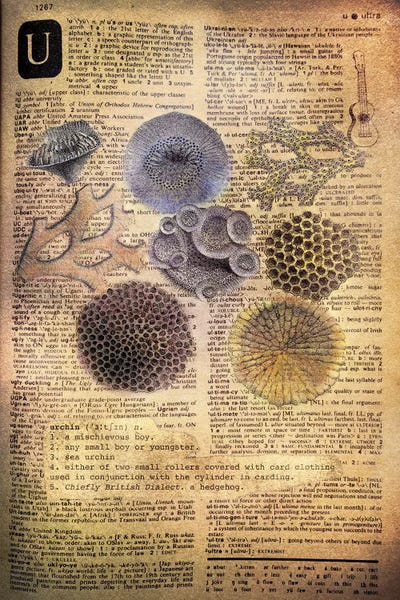 The Letter U: U - Urchins by 5by5collective