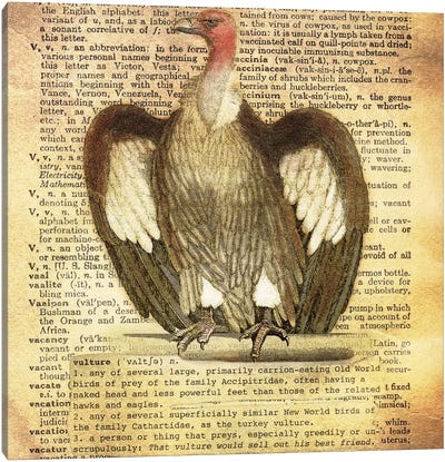 V - Vulture Square Canvas Art Print - Alphabetical Animalia