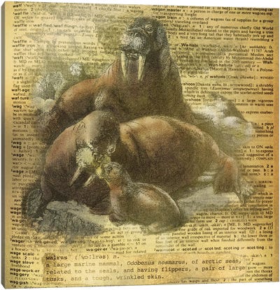 W - Walrus Square Canvas Art Print - Animal Illustrations
