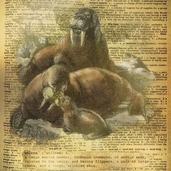 Walruses: W - Walrus Square by 5by5collective