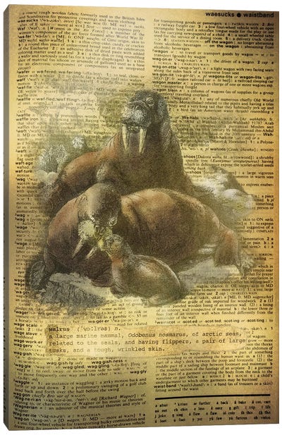 W - Walrus Canvas Art Print - Alphabetical Animalia