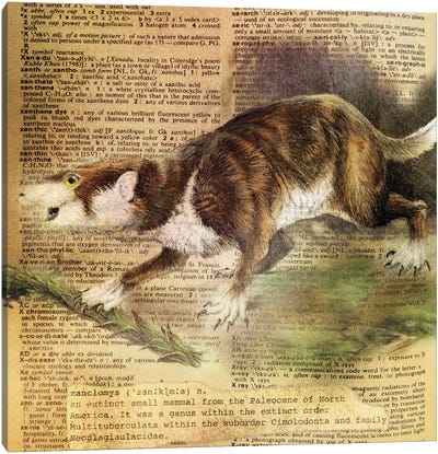 X - Xanclomys Square Canvas Art Print - Animal Illustrations