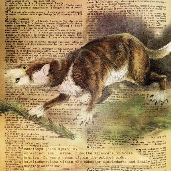 The Letter X: X - Xanclomys Square by 5by5collective