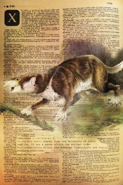 The Letter X: X - Xanclomys by 5by5collective