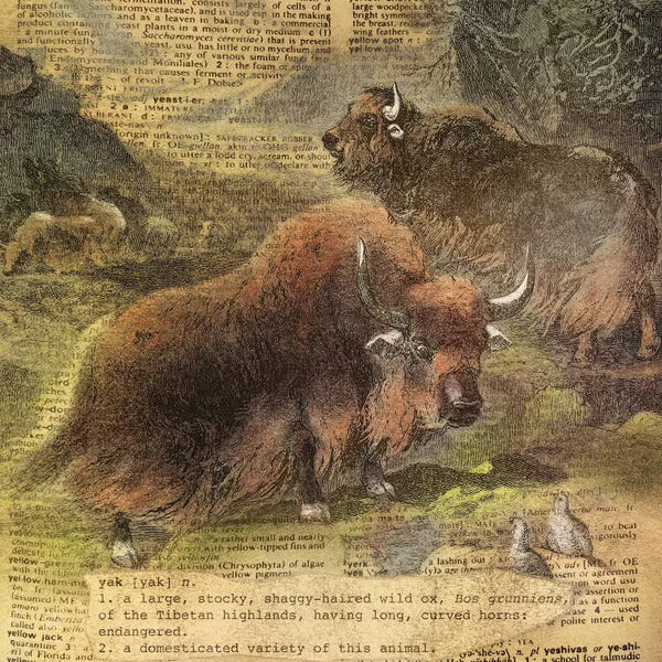 Yaks: Y - Yak Square by 5by5collective