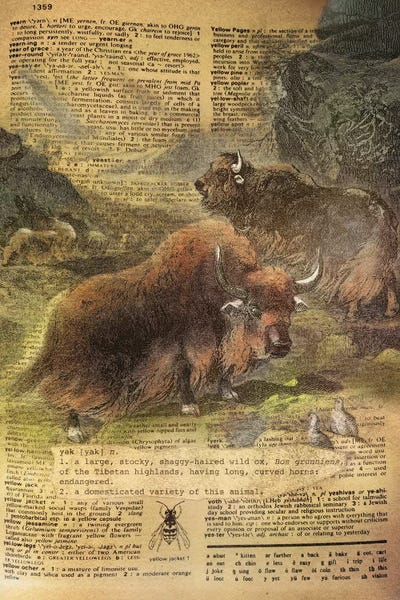 Yaks: Y - Yak by 5by5collective