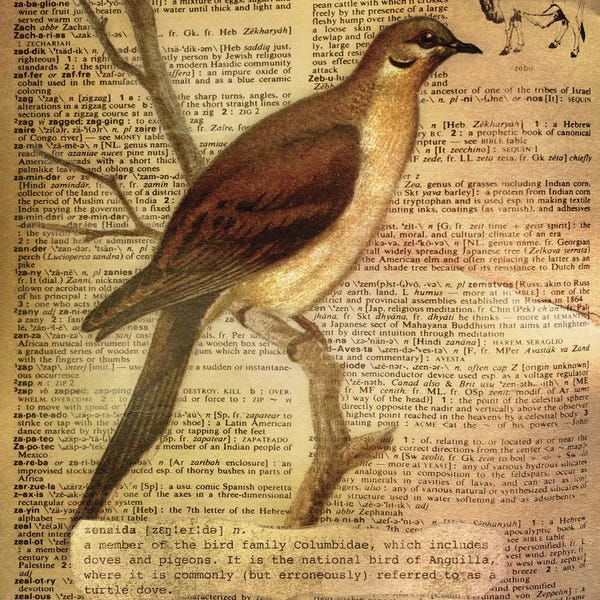 The Letter Z: Z - Zenaida Square by 5by5collective