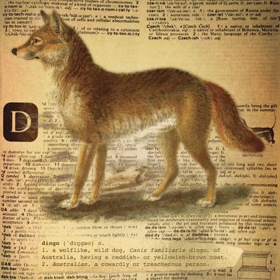 D - Dingo Square by 5by5collective canvas print