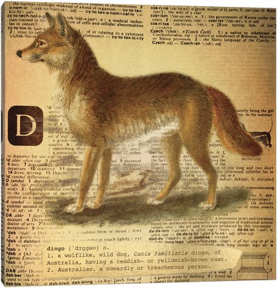 D - Dingo Square Canvas Art Print - Alphabetical Animalia