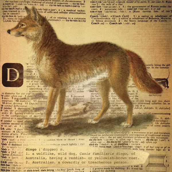 The Letter D: D - Dingo Square by 5by5collective