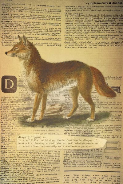 The Letter D: D - Dingo by 5by5collective