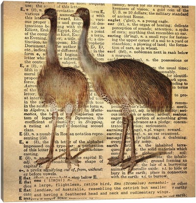 E - Emu Square Canvas Art Print - Animal Illustrations