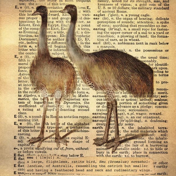 Emus: E - Emu Square by 5by5collective