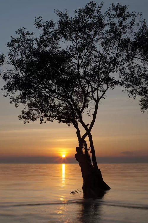 Sunset Silhouette by Aaron Matheson wall art