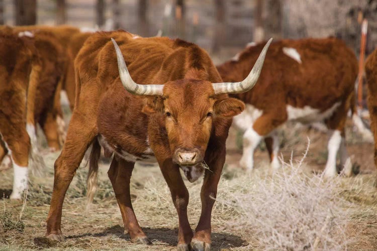 Longhorns by Aaron Matheson wall art