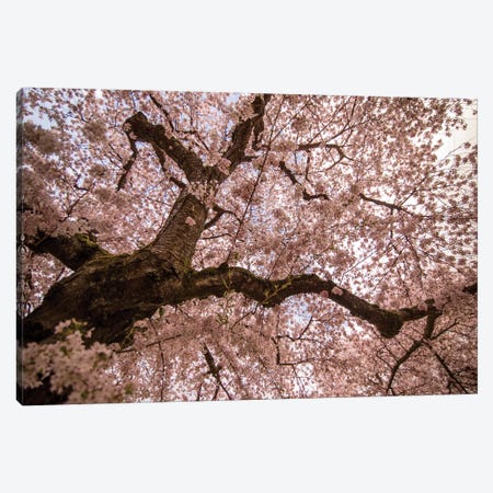 Spring's Arrival Canvas Print #AAM8} by Aaron Matheson Canvas Artwork