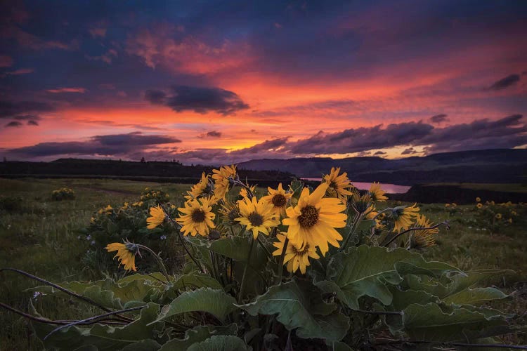 Sunset at the Gorge by Andy Amos wall art