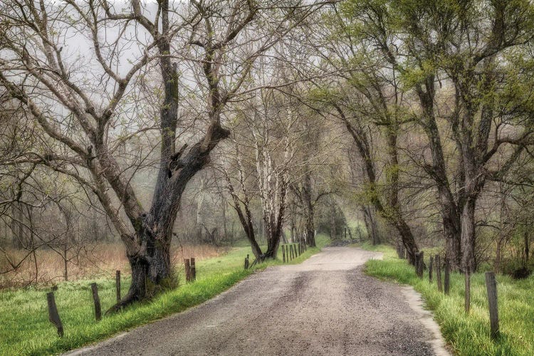 Late Afternoon Walk Spring by Andy Amos wall art
