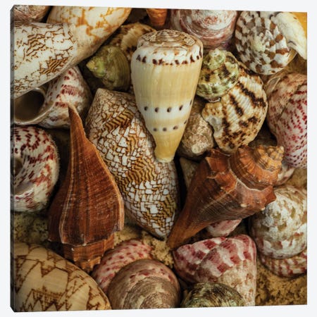 Mini Conch Shells I Canvas Print #AAS40} by Andy Amos Art Print