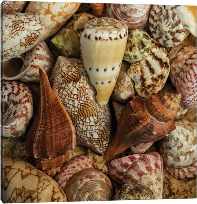 Mini Conch Shells I Canvas Art Print