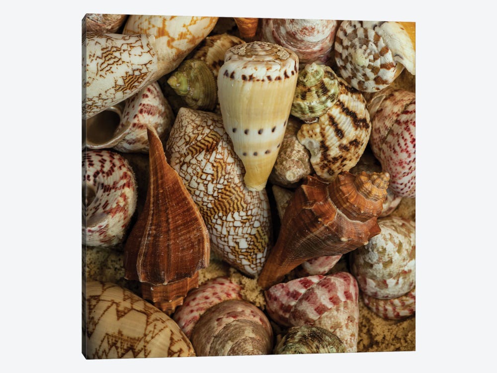 Mini Conch Shells I by Andy Amos 1-piece Canvas Print