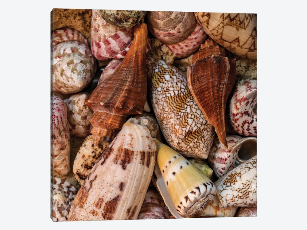 Mini Conch Shells II by Andy Amos 1-piece Canvas Artwork