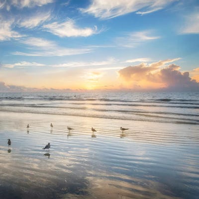 Morning Beauty by Andy Amos canvas print